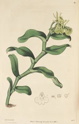 Ilustración de Epidendrum umbelliferum (como sin. Epidendrum umbellatum)